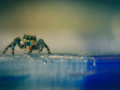 Suda batmayan metal geliştirildi! Örümcekten ilham alındı