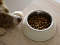 Hims kurucusu yeni köpek maması markası Golden Child'ı başlattı