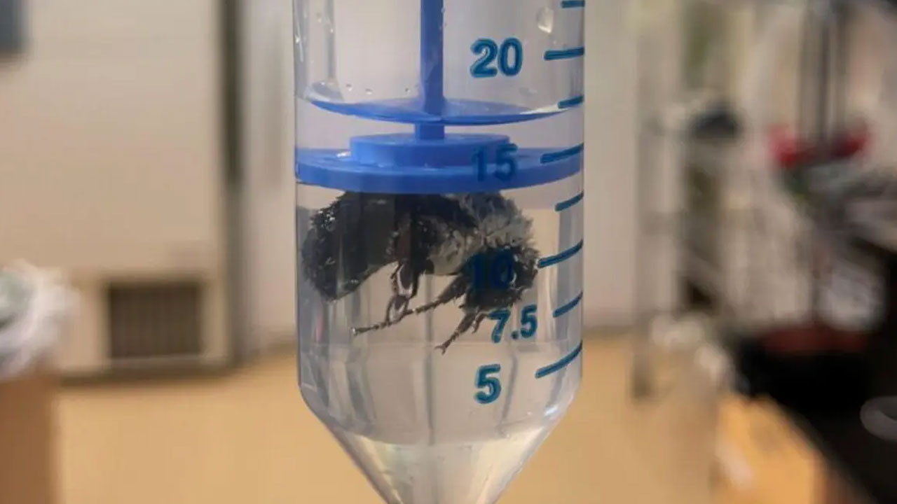 Su altında bir hafta yaşayabilen arı keşfedildi