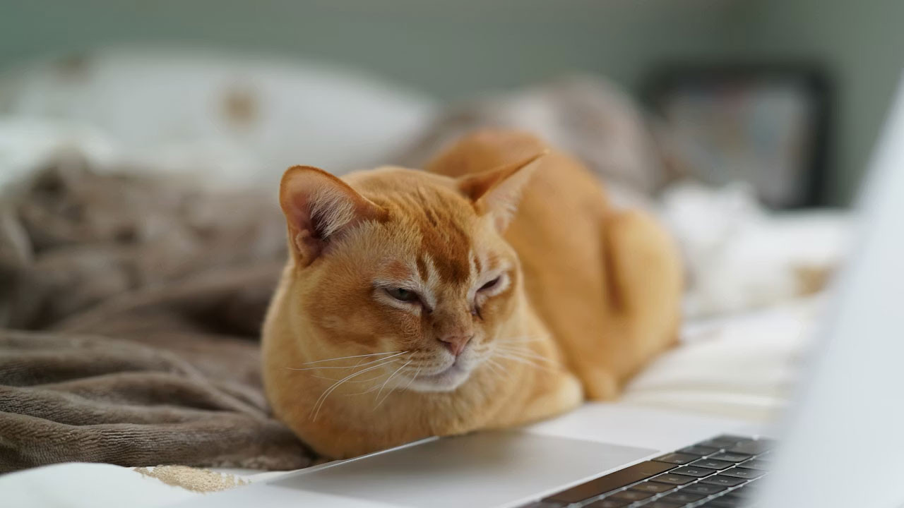 Cats Lock: Kedi sahipleri için Mac klavyesini kilitleyen uygulama