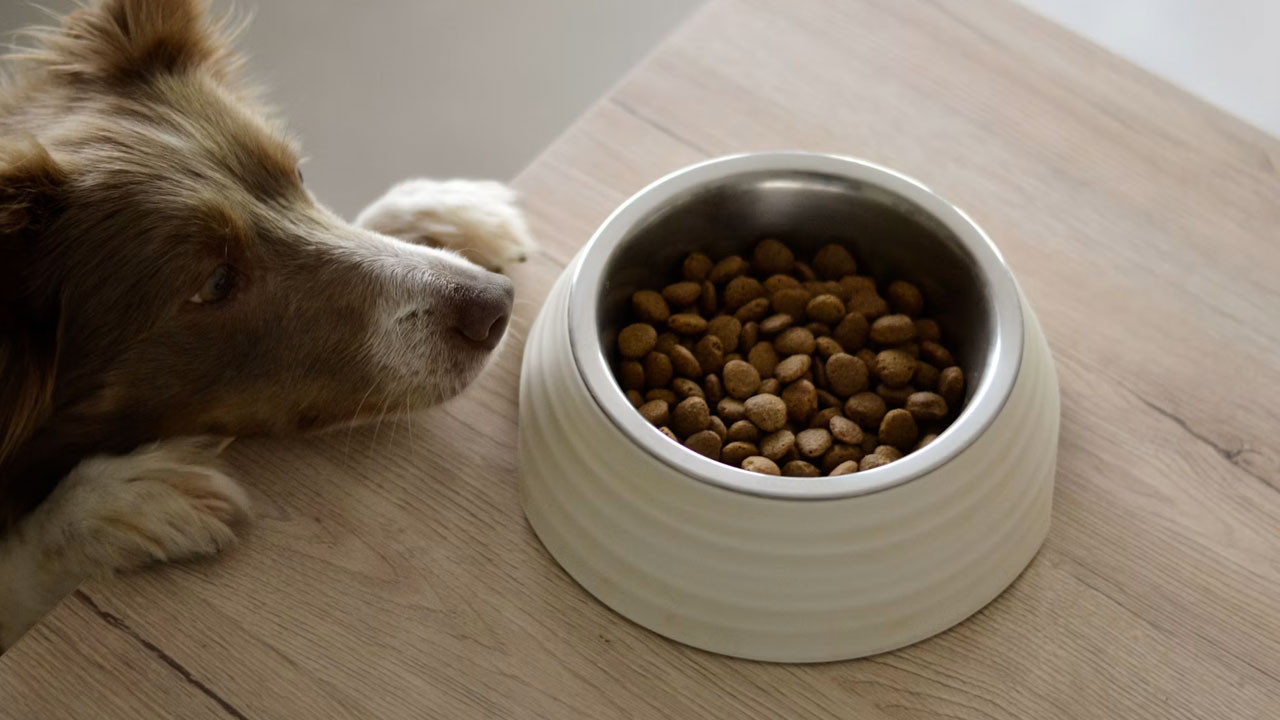 Hims kurucusu yeni köpek maması markası Golden Chi