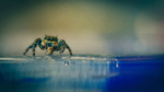 Suda batmayan metal geliştirildi! Örümcekten ilham alındı