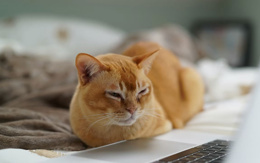 Cats Lock: Kedi sahipleri için Mac klavyesini kilitleyen uygulama