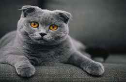 Obez kediler için zayıflama ilaçları denemeleri başladı