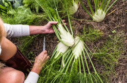 Rezene: Bağışıklığı güçlendiren ve kilo kontrolüne yardımcı şifalı bitki