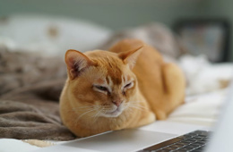 Cats Lock: Kedi sahipleri için Mac klavyesini kilitleyen uygulama