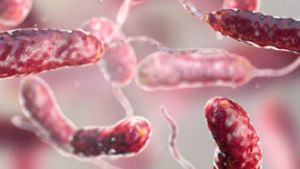 Uzmanlar şaşkın: Et yiyen bakteri ölümlerinde ani artış