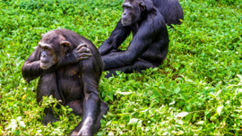 Vahşi şempanzeler günde iki kadehe denk alkol tüketiyor!