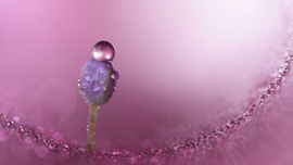 Sony FE 100mm F2.8 Macro GM OSS: Makro Fotoğrafçılığı Yeniden Tanımlayan Yeni G Master™ Lens