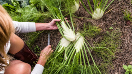 Rezene: Bağışıklığı güçlendiren ve kilo kontrolüne yardımcı şifalı bitki
