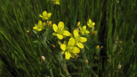 70 yıl sonra yeniden görüldü! Nesli tükendi sanılmıştı
