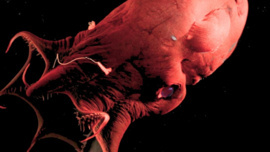 Ahtapotların kökenine ışık tutan buluş!