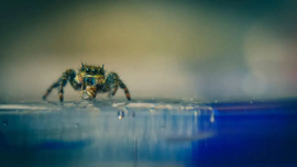 Suda batmayan metal geliştirildi! Örümcekten ilham alındı