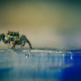 Suda batmayan metal geliştirildi! Örümcekten ilham alındı