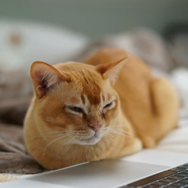 Cats Lock: Kedi sahipleri için Mac klavyesini kilitleyen uygulama