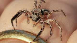 Örümcekler hakkında şaşırtıcı buluş! Denizden gelmiş olabilirler