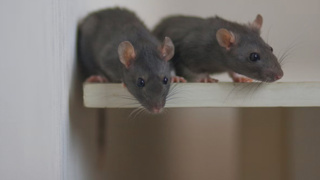 Bilim insanları farelerin zihinlerini okumayı başardı