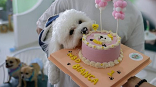 Köpekler yaşlanmanın sırrını sunabilir