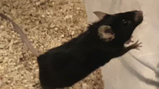 Yeni ilaç kombinasyonu yaşlı erkek farelerin ömrünü %73 uzattı