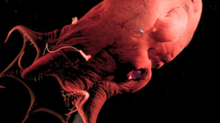 Ahtapotların kökenine ışık tutan buluş!