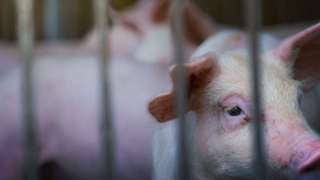 İspanya’da Afrika domuz vebası alarmı