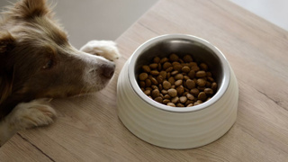 Hims kurucusu yeni köpek maması markası Golden Child'ı başlattı