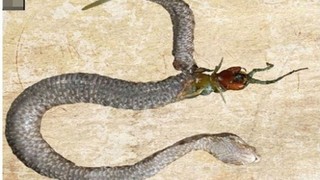 Hayvanlar aleminden ilginç olaylar