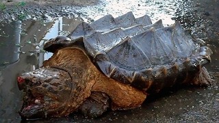 Rusya'da tesadüfen bulunan dinozor benzeri kaplumbağa türünün 4 hayret verici fotoğrafı