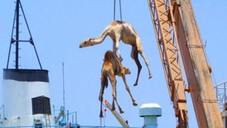 Suudi Arabistan ile ilgili şaşırtacak 16 gerçek