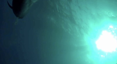 Ahtapotların kökenine ışık tutan buluş! - Resim : 1