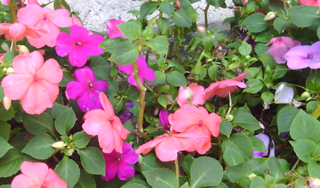 1342021147_activaflowers.png 1342021147_activaflowers.png