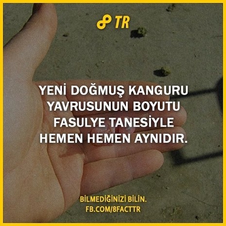 Dünyaca ünlü bilgi paylaşım sitesi 8Fact'in hesabından paylaşılan 28 ufuk açıcı bilgi - Resim: 17