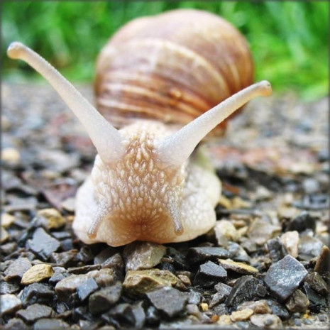 Zebralar neden çizgilidir? - Resim: 10