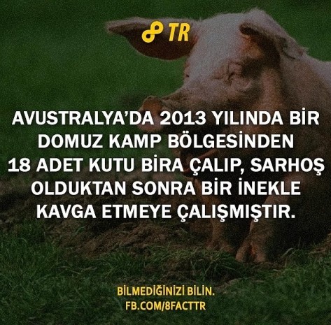 Dünyaca ünlü bilgi paylaşım sitesi 8Fact'in hesabından paylaşılan 28 ufuk açıcı bilgi - Resim: 25