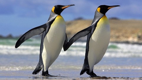 İnsan boyunda penguen fosili bulundu!