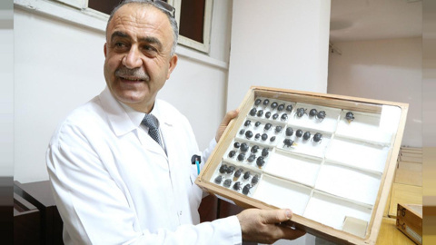 Türk profesör literatüre kazandırdığı böceğe babasının ismini verdi
