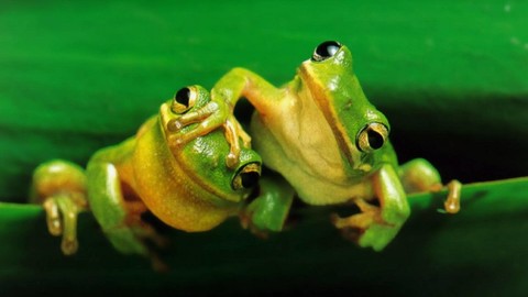 Madagaskar'da 5 yeni kurbağa türü keşfedildi!