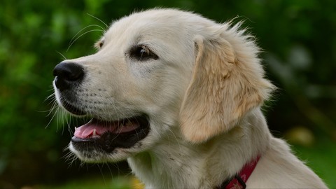 Gerçeğini aratmayan robot köpek şaşkınlık yarattı!