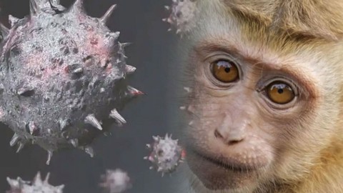 Maymun çiçeği hastalığı yayılıyor! Bir ülkede daha görüldü