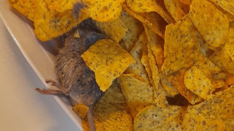 BİM fareli cips için açıklama yaptı