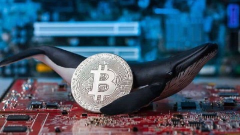 Kipto balinaları büyük ölçüde Bitcoin'i stokluyor! Bu ne anlama geliyor?