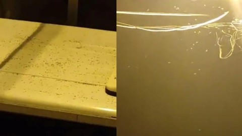İstanbul'da "sivri sinek" tedirginliği! Sosyal medyadan yardım çağrısı