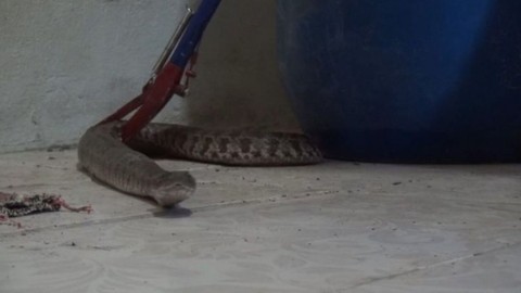 Aman dikkat! Bunu yapanın evine yılan gidiyor