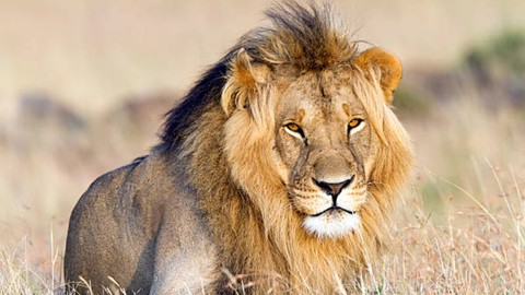 İstanbul'un göbeğinde aslan paniği! Ekipler ilaçlı ok ile yakaladı