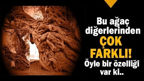 Bu ağaç 1350 yaşında !