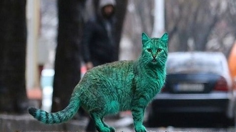 Bulgaristan sokaklarındaki esrarengiz yeşil kedinin 7 şaşırtıcı fotoğrafı