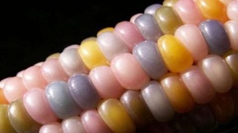 Cam mısır olarak adlandırılan renkli mısırın bir hikayesi