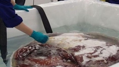 Dev mürekkep balığı tam 350 kilo