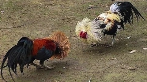Dünya tarihindeki en ilginç 25 ölüm