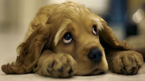 Köpekler, balinalar, atlar ve diğer hayvanlar canına kıyar mı?